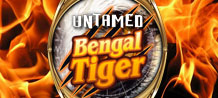 Untamed Bengal Tiger - flash player